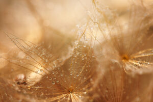 abstract dandelion flower background seed macro c 2021 09 02 15 00 21 utc 1 scaled