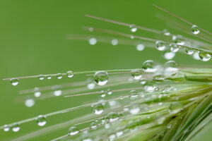 rain drops on green grass background 2022 06 03 00 39 48 utc scaled